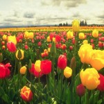 tulipas